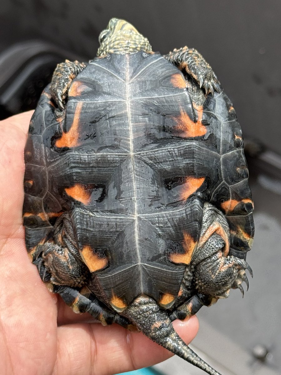 カメざんまい on X