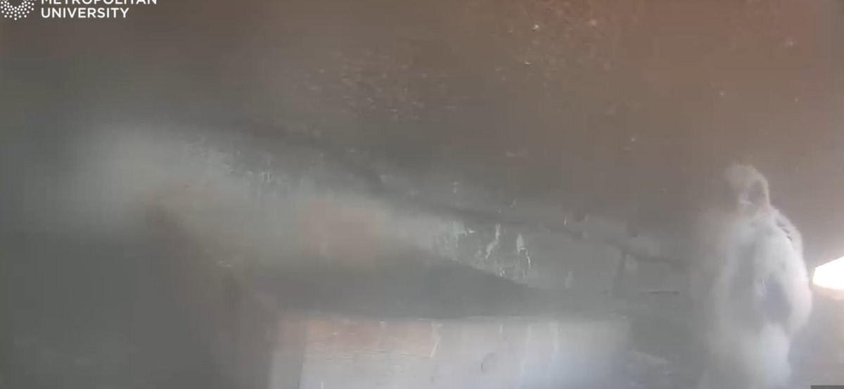 Annie Rock (@annierockiow) on Twitter photo A lot of wing flapping and running around this morning whilst waiting to be fed <a href="/LdnPeregrines/">LPP</a> <a href="/DutchEagleFan/">Ingrid Brouwer🐬</a> <a href="/doggie3132/">doggie(Alan)</a> <a href="/KPeregrines/">Kingston College Peregrines</a> <a href="/FaBPeregrines/">FaB Peregrines</a> <a href="/J_M_Boorman/">John Boorman</a> A lot of wing flapping and running around this morning whilst waiting to be fed <a href="/LdnPeregrines/">LPP</a> <a href="/DutchEagleFan/">Ingrid Brouwer🐬</a> <a href="/doggie3132/">doggie(Alan)</a> <a href="/KPeregrines/">Kingston College Peregrines</a> <a href="/FaBPeregrines/">FaB Peregrines</a> <a href="/J_M_Boorman/">John Boorman</a>
