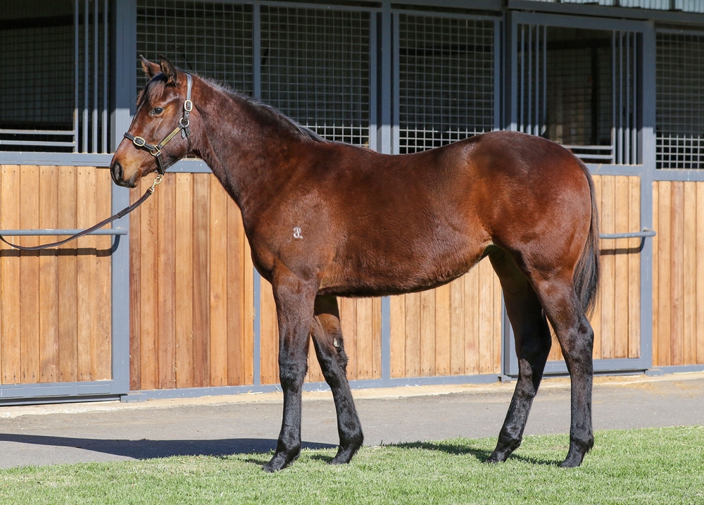 Swettenham Stud (@swettenhamstud) on Twitter photo LOT 231 : TORONADO x SUZILA FILLY
SOLD for $210,000 to <a href="/TrilogyRacing1/">Trilogy Racing</a> and <a href="/shbloodstock/">Suman Hedge Bloodstock</a>
3 for 3 SOLD for <a href="/ThreeBridges1/">Three Bridges</a> and TORO at the GC <a href="/mmsnippets/">Magic Millions</a> National Weanling Sale
#grazedongreatness LOT 231 : TORONADO x SUZILA FILLY
SOLD for $210,000 to <a href="/TrilogyRacing1/">Trilogy Racing</a> and <a href="/shbloodstock/">Suman Hedge Bloodstock</a>
3 for 3 SOLD for <a href="/ThreeBridges1/">Three Bridges</a> and TORO at the GC <a href="/mmsnippets/">Magic Millions</a> National Weanling Sale
#grazedongreatness