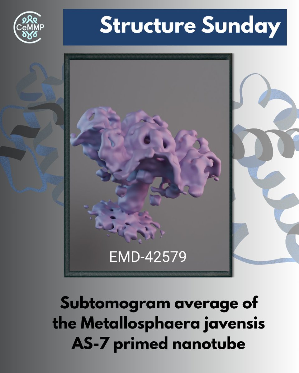 ARC CCeMMP (@ccemmp) on Twitter photo Today is #StructureSunday, where we highlight awesome structures by our <a href="/arc_gov_au/">Australian Research Council</a> CCeMMP members 🎉 Today we feature the "Subtomogram average of the Metallosphaera javensis AS-7 primed nanotube" by Johnson et al. EMD-42579. 👏 Rendered using #Blender and #MolecularNodes🤩 Today is #StructureSunday, where we highlight awesome structures by our <a href="/arc_gov_au/">Australian Research Council</a> CCeMMP members 🎉 Today we feature the "Subtomogram average of the Metallosphaera javensis AS-7 primed nanotube" by Johnson et al. EMD-42579. 👏 Rendered using #Blender and #MolecularNodes🤩