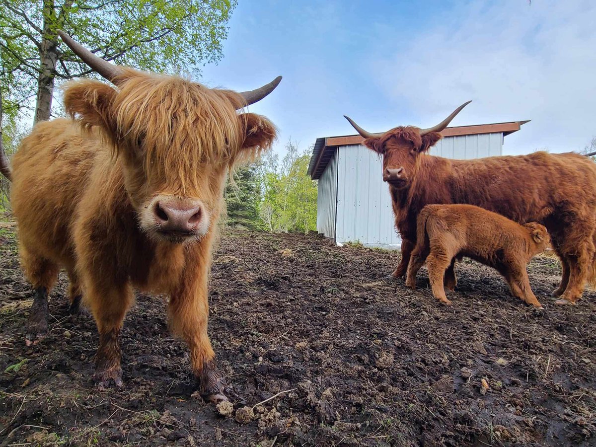 Tomorrow is Coo Day! I can hardly wait! (And definitely not getting much sleep tonight!) We’ll drive 4.5 hours to pick up Winifred and Marta, and return the same day. Gonna be a long one! Hopefully the traffic isn’t ridiculous since it’s a holiday weekend. 🙏 #HighlandCoos
