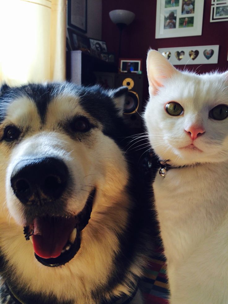 callkittyAa's tweet photo. 🐕‍🦺🐈

#AAashirakorn 
#JUNG_PERSES
#PERSES #BUSbecauseofyouishine https://t.co/bwecNVP1u9