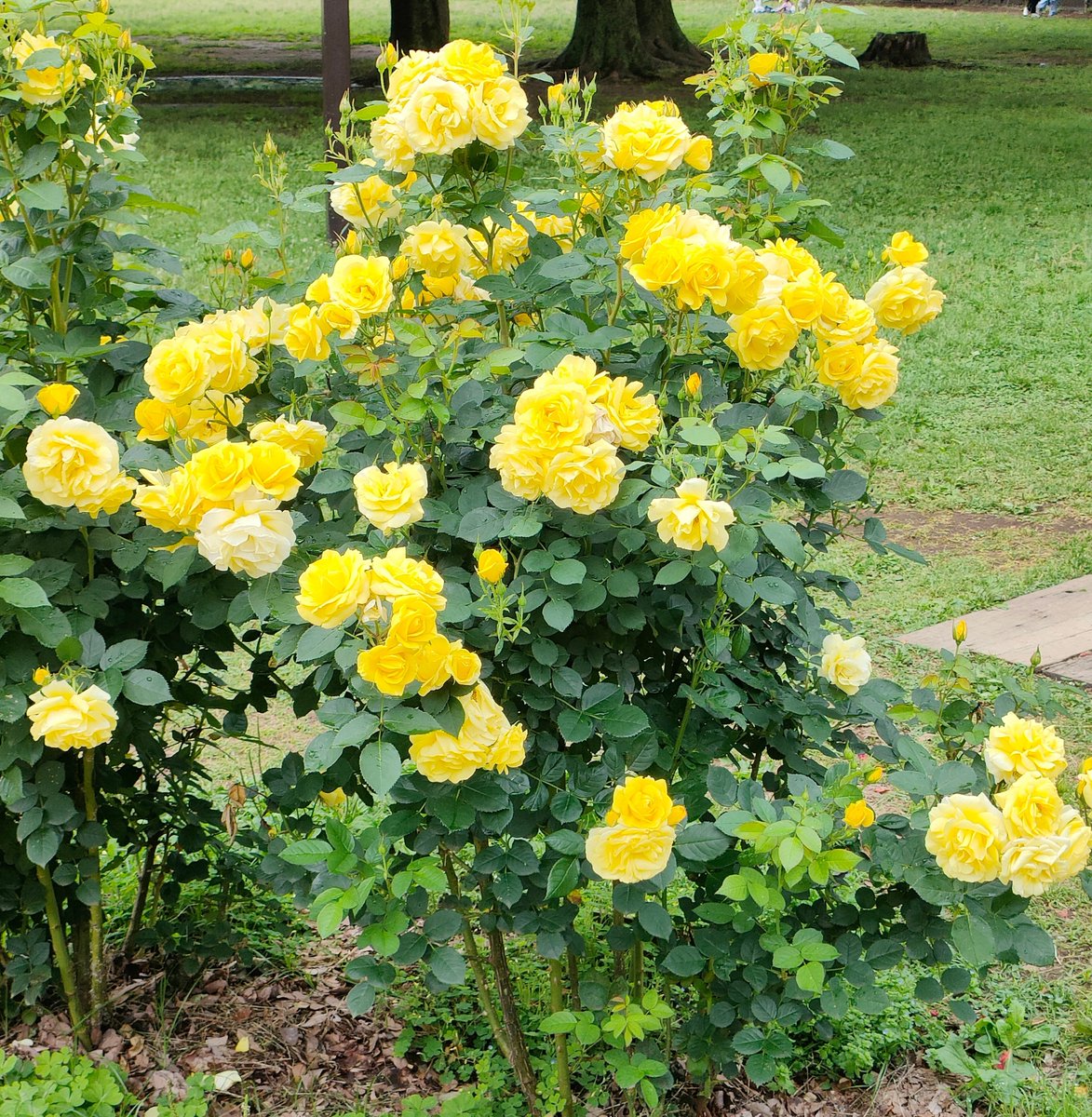 May your day be full of love and light🌿😄🌿