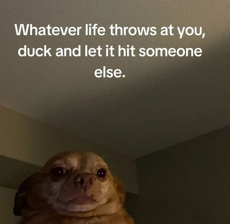 Yoojgun's tweet photo. @suingziyoung crossing my fingers i haven't missed the memo on this awesome call! my go-to meme right now is anything with this dog– because, relatable. 😂 a little bit about me: i'm super excited about the possibility of joining a dynamic team like asterix. let's make some magic! https://t.co/K4N4tkGRRe
