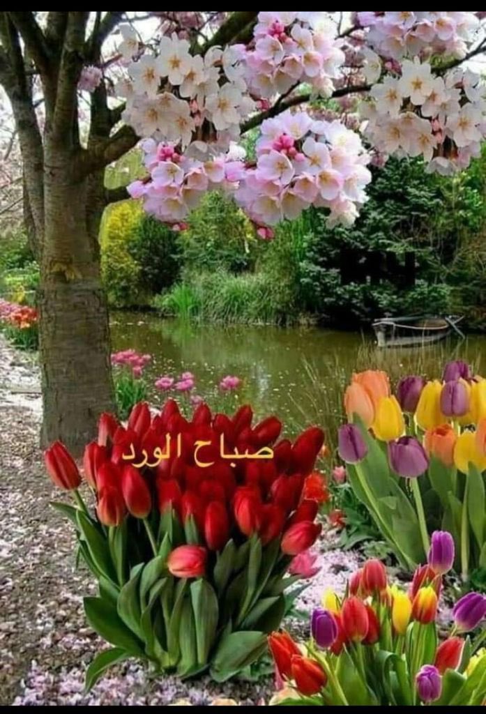 صباح الخير لكل ما هو جميل في حياتنا لصباح يضيء أيامنا كأشعة الشمس أشياء تُبهج الروح كما يفعل الورد