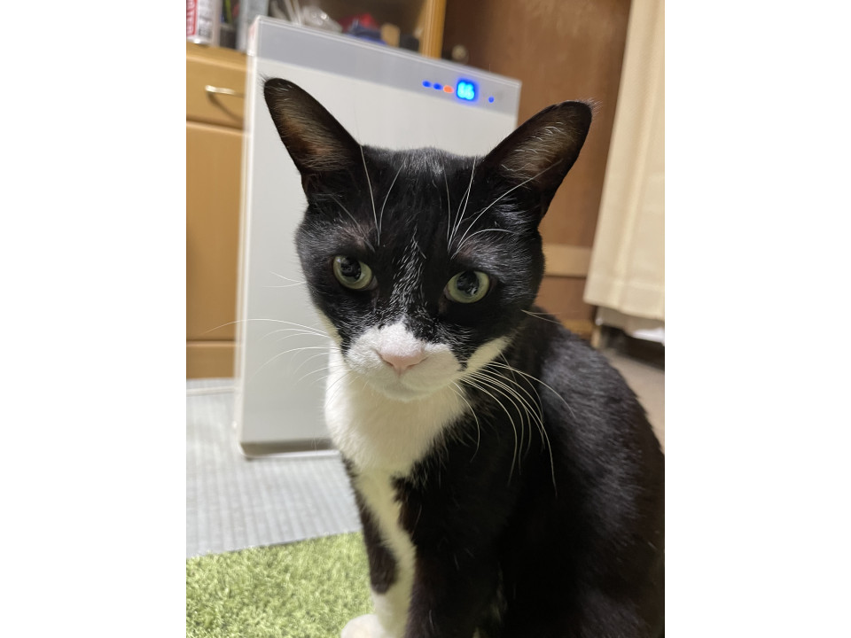 nekojiru_maigo's tweet photo. 🔍捜索中
ハチワレの猫を探しています

名前：チョビ
性別：♂
月齢：約10歳
いなくなった日：🗓2025年5月22日(木)
地域：埼玉県桶川市詳細：https://t.co/63JvqlD75p https://t.co/1vwxVJqJ7B