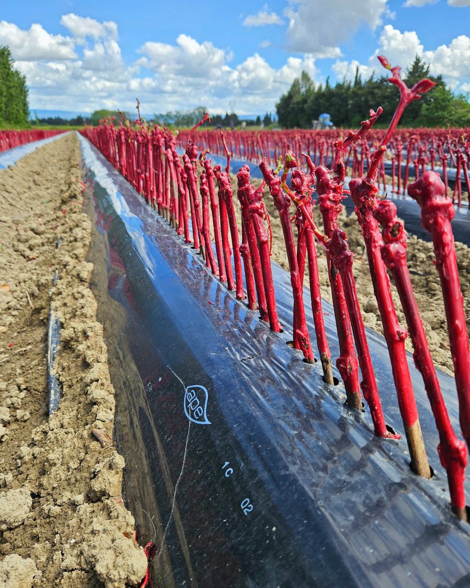 🍇 Un hectare de pépinière peut accueillir jusqu'à 300 000 plants de vigne !
Un travail de précision qui prépare les vignobles de demain.

🇬🇧🍇 One hectare of nursery can accommodate up to 300,000 vine plants!
Precision work that prepares the vineyards of tomorrow.

#Vitipeps