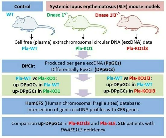 Biomed_MDPI's tweet photo. Let’s take a look at this beautiful #GraphicAbstract: 🐱
Title: Cell-Free Genic Extrachromosomal Circular #DNA Profiles of #DNase Knockouts Associated with Systemic Lupus Erythematosus and Relation with Common Fragile Sites 🐜
Link: 🌵
https://t.co/9hFe9Epgq5
@MDPIBiologySubj https://t.co/DpV1Toz6mC