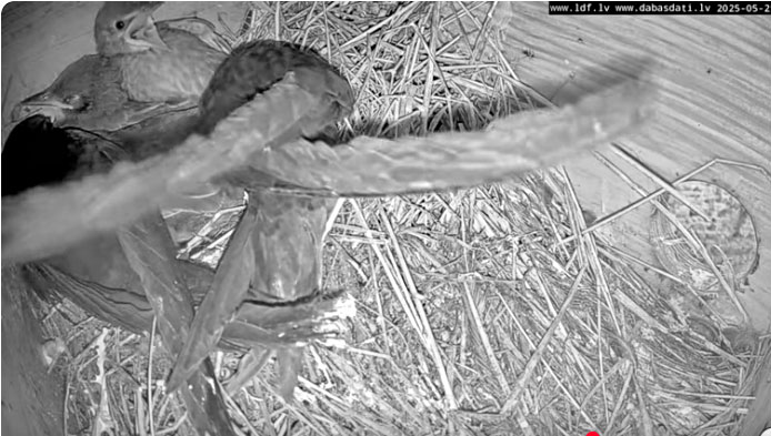 Šobrīd nešaubīgi interesantākā putnu tiešraide ir komunālais dzīvoklis ar 2 ligzdot gribošām svīrēm un 3 strazdu mazuļiem, ko strazdu vecāki vēl cītīgi baro.
Nakšņo viņi čupiņā! 
Nekad nebūtu domājusi, ka var arī tā! 😮
youtube.com/watch?v=K5O7aJ…