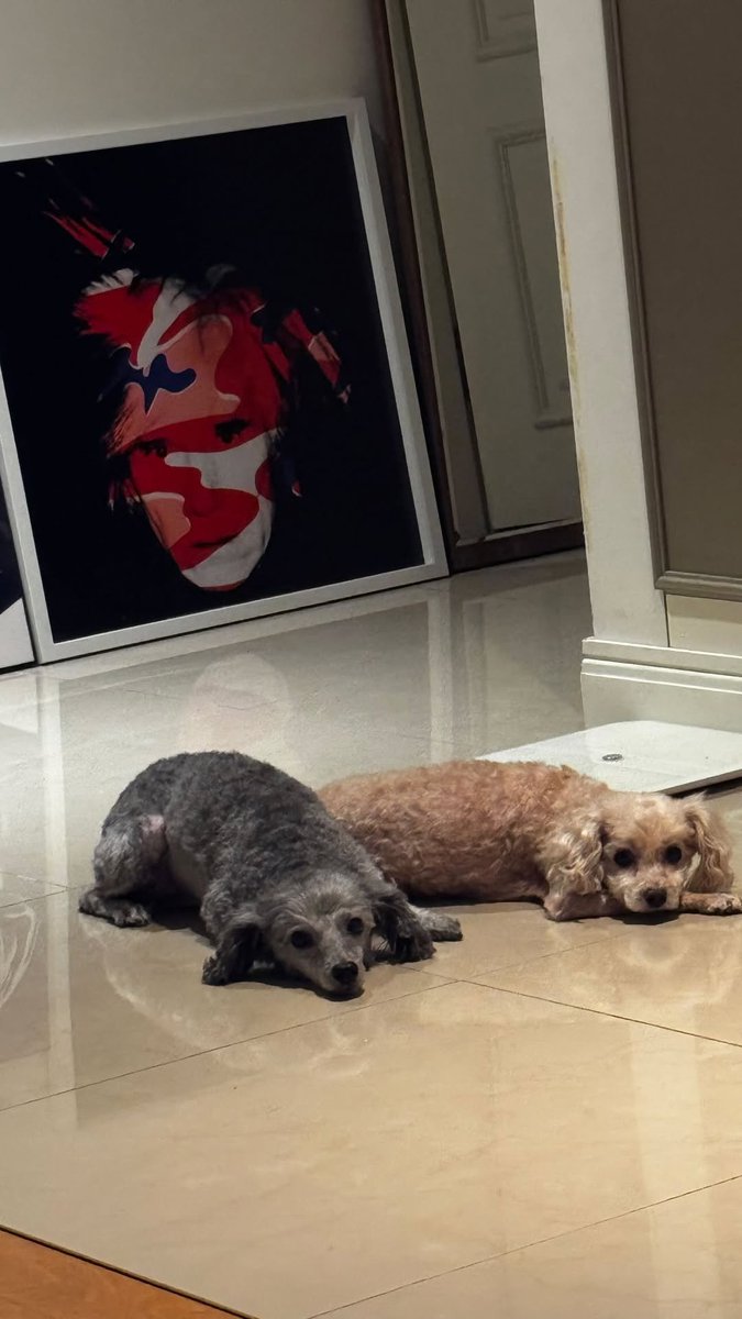 회색 강쥬가 다비고 갈색 강쥬가 엘비임