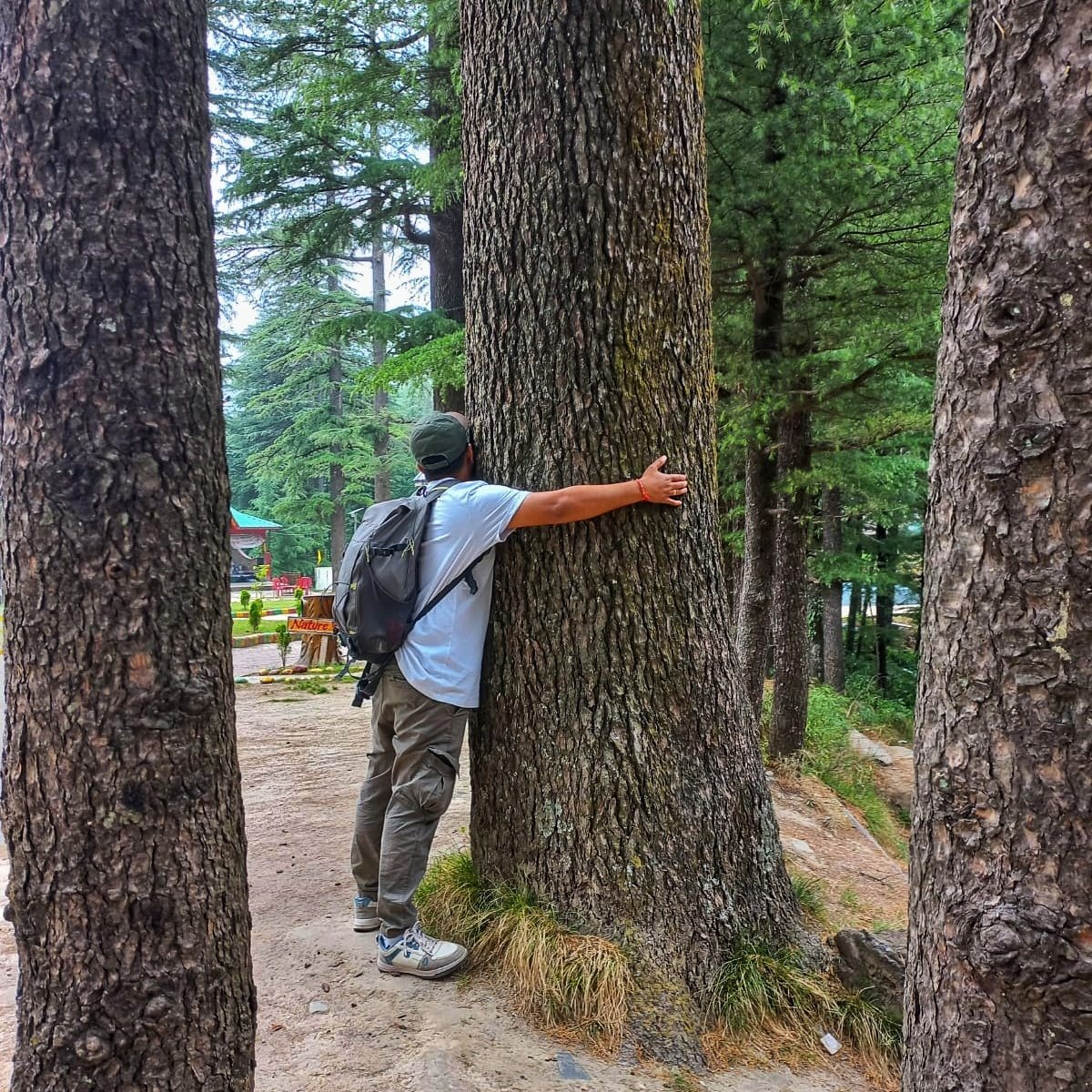 TheFindingNimo's tweet photo. #देवदार 🌲 #ओक 🌳 #हिमाचल 🏔⛰️ https://t.co/smRcRoRvHz