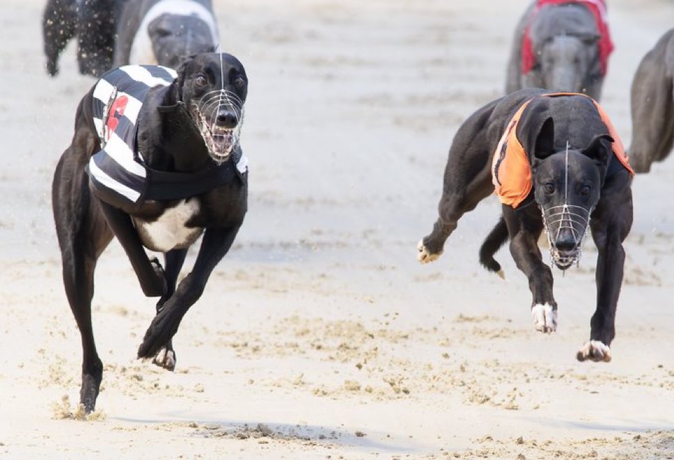 Fergal O'Brien Racing (@fobracing) on Twitter photo And there’s always a <a href="/SteveNashPhotos/">SteveNashPhotography</a> masterpiece capturing the action
#CheapSandwiches #BockosDiamond And there’s always a <a href="/SteveNashPhotos/">SteveNashPhotography</a> masterpiece capturing the action
#CheapSandwiches #BockosDiamond