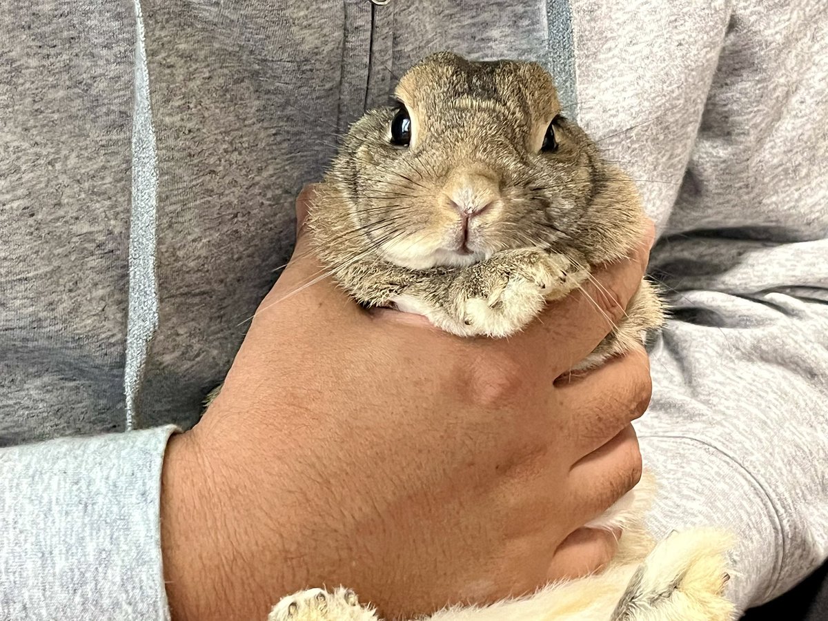 お父さんがワタチにちょっかいしてくるから抱っこさせてあげてるちゃぴ🐰{かわいいんだって〜✨