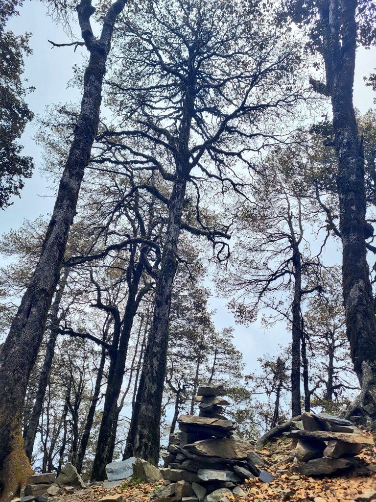 TheFindingNimo's tweet photo. #देवदार 🌲 #ओक 🌳 #हिमाचल 🏔⛰️ https://t.co/smRcRoRvHz