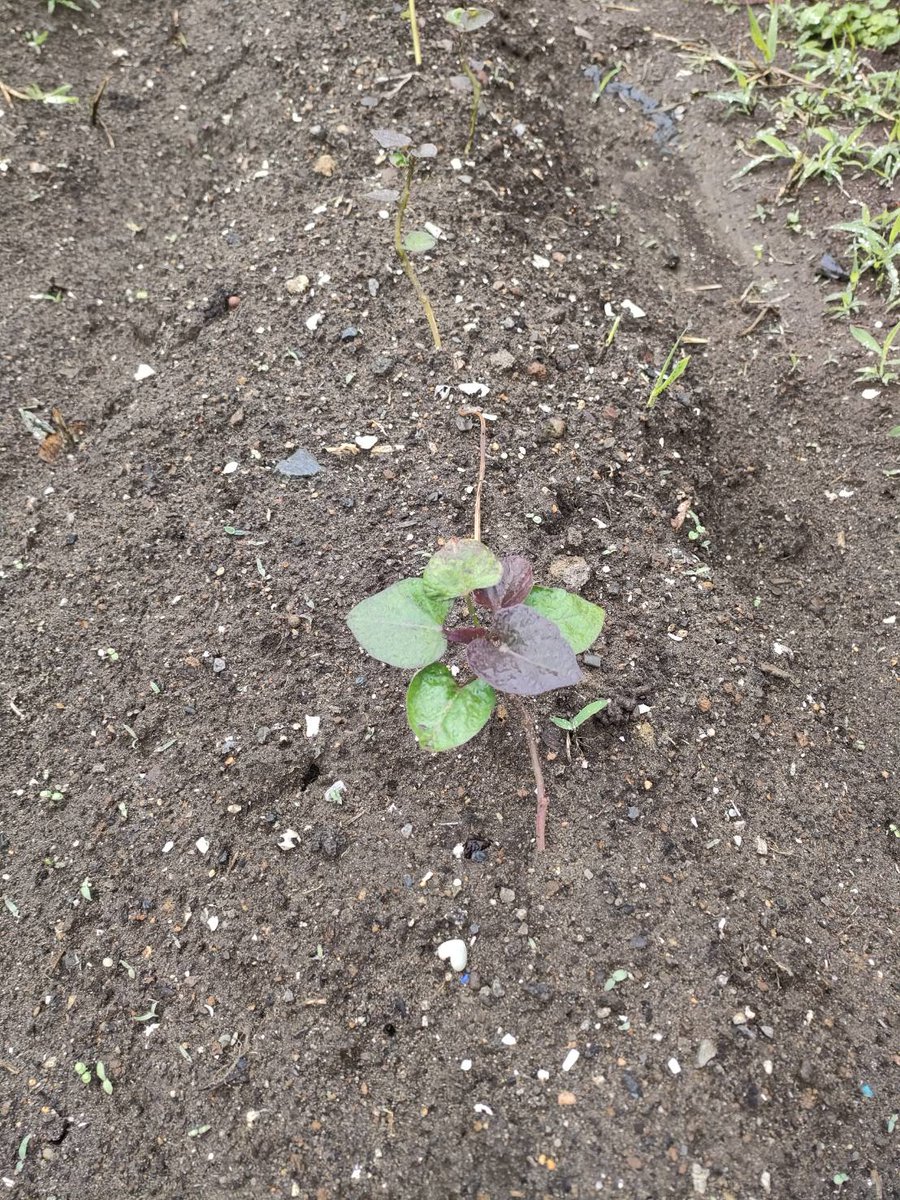clc_vegetable's tweet photo. 2025.5.24
さつまいも。
葉も出てきて元気そうです。
#教会の畑
#千葉愛の教会 https://t.co/zdl1MR6ycp