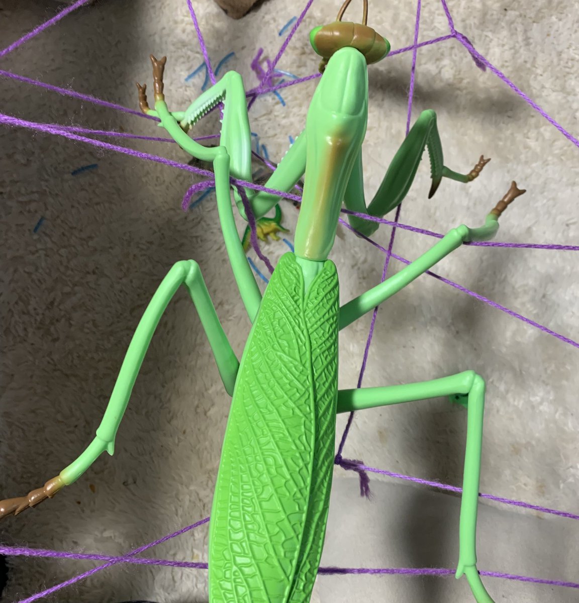 ゲーセンででっかいカマキリが取れたから蜘蛛の巣に引っかかってるゴッコで一緒に遊んでます😆