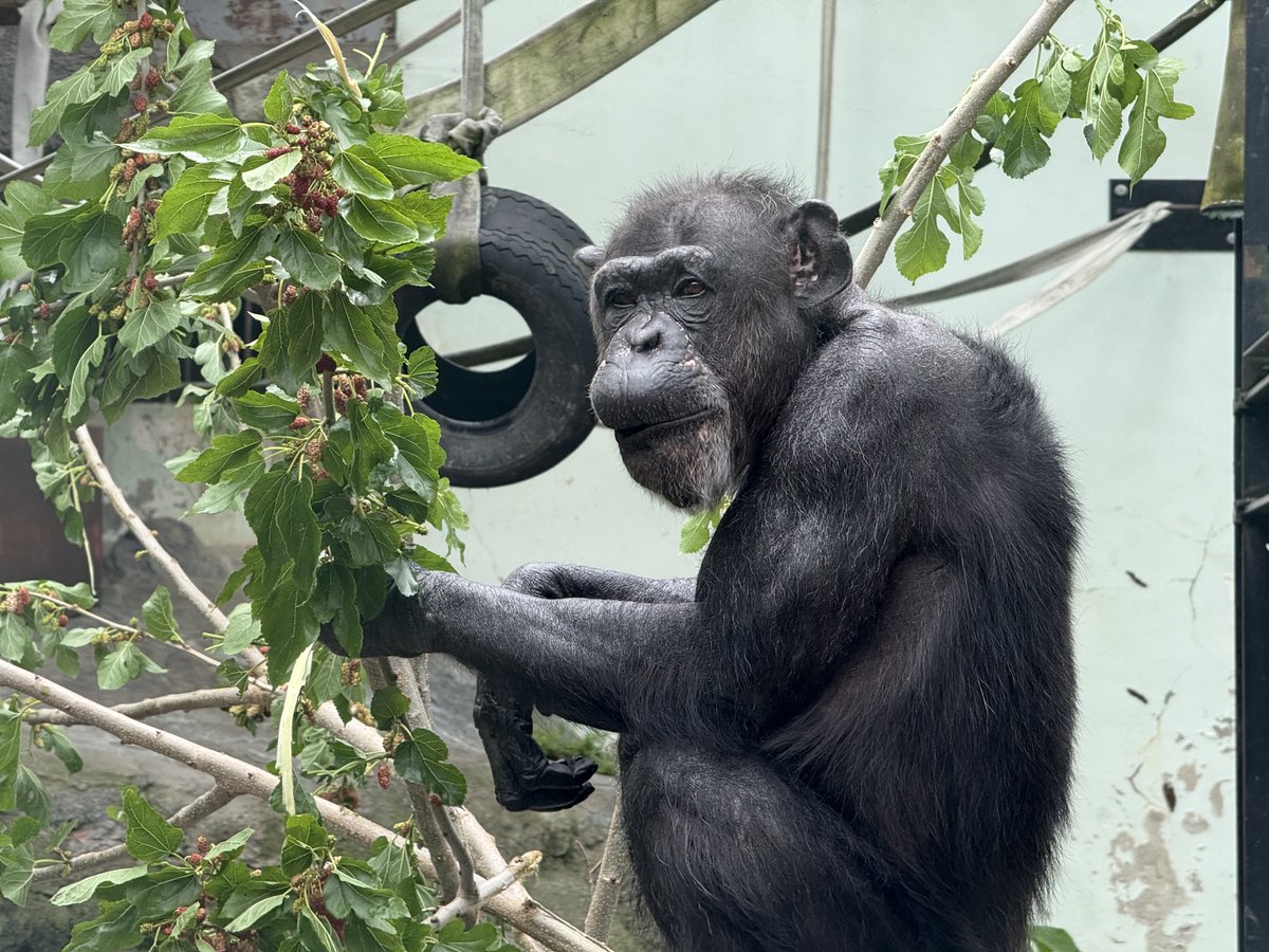 チンパンジー展示場にクワを入れてみました。 若いチンパンジーたちは