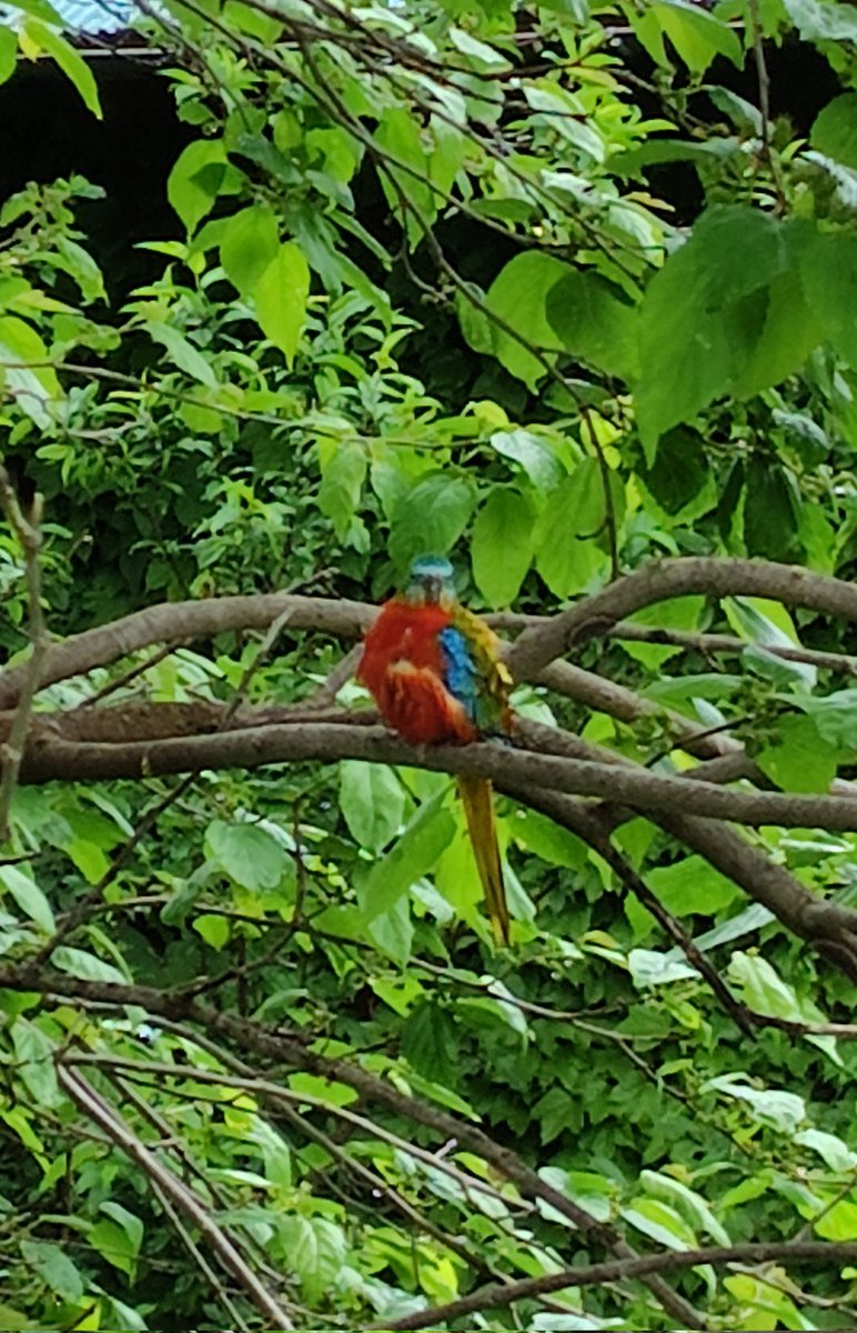 yuzupon39's tweet photo. 初めて見る鳥…日本の鳥？　Google先生はキキョウインコって言ってるけど⁉️

#鳥 #インコ #キキョウインコ https://t.co/rRiTi3tnit