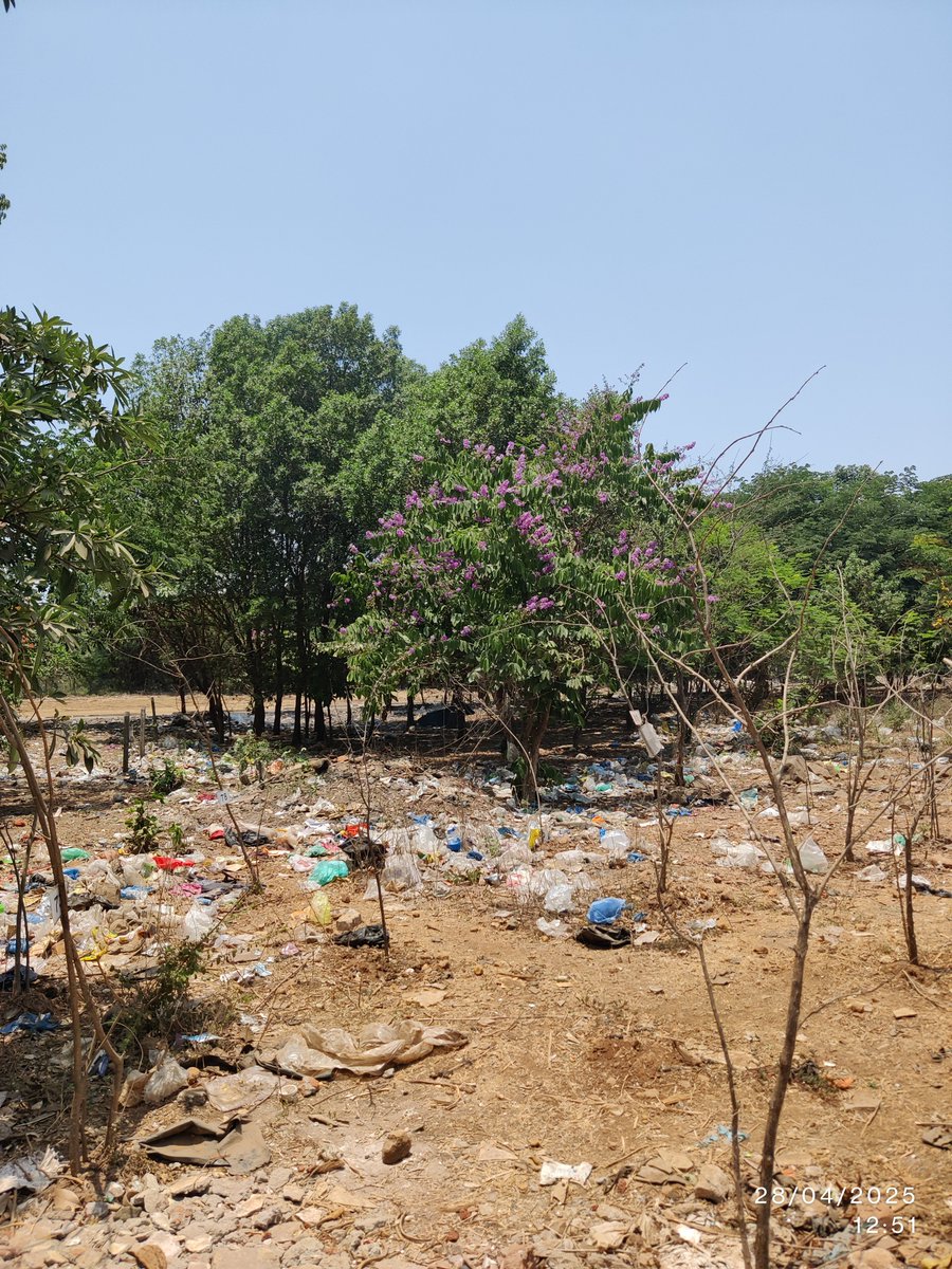 Happened to be near a patch of land in Aarey Colony (Plus Code 4VQF+X5X Mumbai) recently, reportedly under the Forest Department. Speaking with locals, I learned that trees were supposedly planted here by the department. 1/n