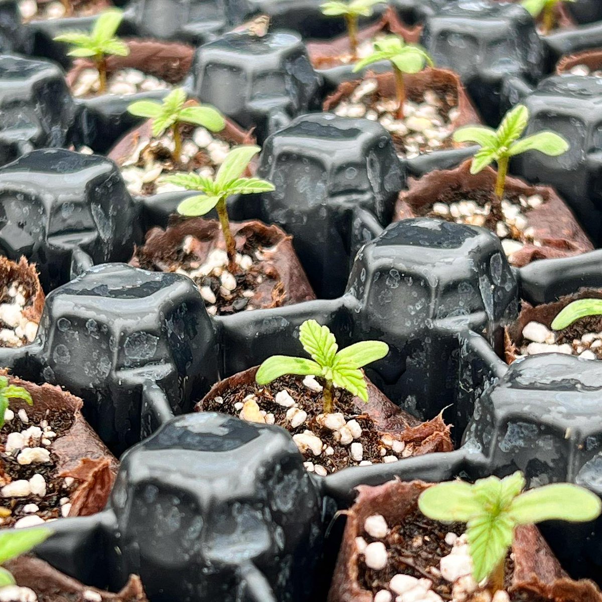 Landrace Bureau (@landracebureau) on Twitter photo 🌱 Seed Giveaway Alert! 📷 Love free seeds? We’re giving away 100 Mac1/Siberian F3 seeds to one lucky winner! 📷 How to Enter:
📷 Comment with a number between 1 and 1500.
📷 Bonus entry: Repost this and tag us!
📷 Like this post.
📷 Follow <a href="/LandraceBureau/">Landrace Bureau</a>
📷 Winner announced 🌱 Seed Giveaway Alert! 📷 Love free seeds? We’re giving away 100 Mac1/Siberian F3 seeds to one lucky winner! 📷 How to Enter:
📷 Comment with a number between 1 and 1500.
📷 Bonus entry: Repost this and tag us!
📷 Like this post.
📷 Follow <a href="/LandraceBureau/">Landrace Bureau</a>
📷 Winner announced