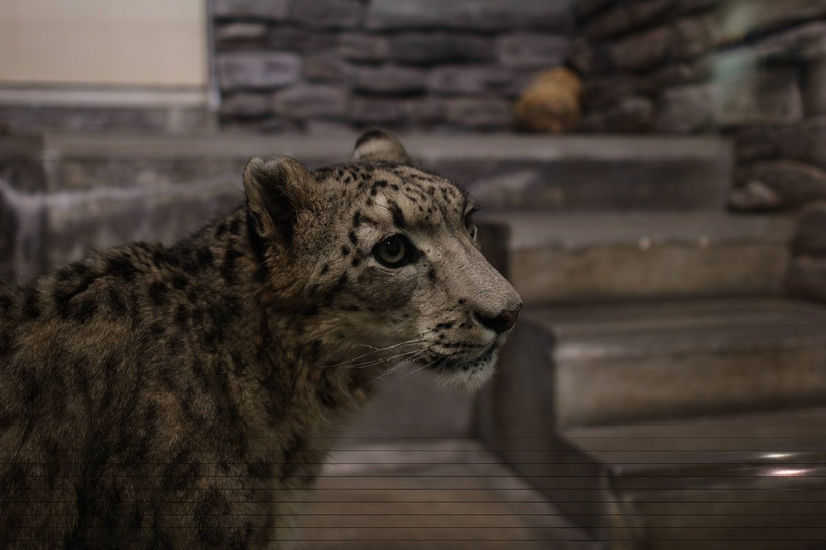 Muffin 🇨🇿 (@catreviewer) on Twitter photo 