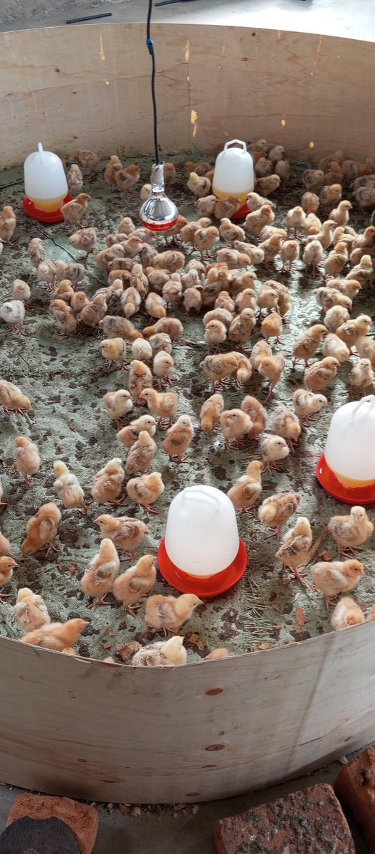 Alex Kimutai (@siralexkimutai) on Twitter photo Farming is interesting start small and you grow big, If you can crack the feed jigsaw then you are good to go in the poultry sub sector.
<a href="/AGRA_Africa/">AGRA - Sustainably Growing Africa’s Food Systems.</a> <a href="/DrRonohpaul/">PS, Dr. Paul Ronoh</a> <a href="/Agri_FinanceKe/">Agric Finance Corp</a> <a href="/YouthFund_Ke/">Youth Fund</a> <a href="/kilimoKE/">Ministry of Agriculture & Livestock Development</a> <a href="/AsnetKenya/">Agriculture Sector Network (ASNET)</a> <a href="/ASBELKEMBOI7/">Asbel Kemboi.</a> <a href="/nandiyouthstv/">Nandi Youths TV</a> Farming is interesting start small and you grow big, If you can crack the feed jigsaw then you are good to go in the poultry sub sector.
<a href="/AGRA_Africa/">AGRA - Sustainably Growing Africa’s Food Systems.</a> <a href="/DrRonohpaul/">PS, Dr. Paul Ronoh</a> <a href="/Agri_FinanceKe/">Agric Finance Corp</a> <a href="/YouthFund_Ke/">Youth Fund</a> <a href="/kilimoKE/">Ministry of Agriculture & Livestock Development</a> <a href="/AsnetKenya/">Agriculture Sector Network (ASNET)</a> <a href="/ASBELKEMBOI7/">Asbel Kemboi.</a> <a href="/nandiyouthstv/">Nandi Youths TV</a>