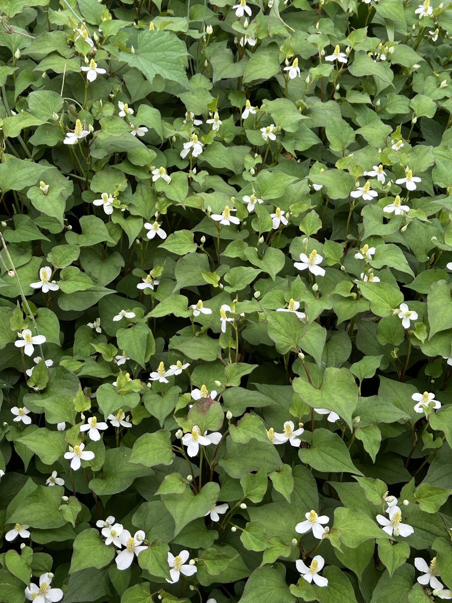 There were so many pretty flowers during our nature walk in Kyoto! 🌼