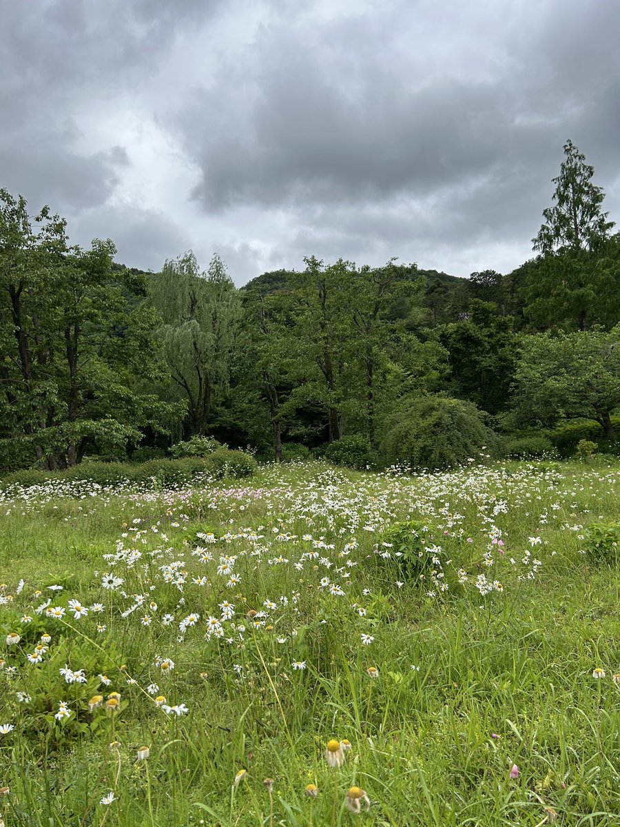 withlovenicka's tweet photo. There were so many pretty flowers during our nature walk in Kyoto! 🌼 https://t.co/7PXMC8rppv