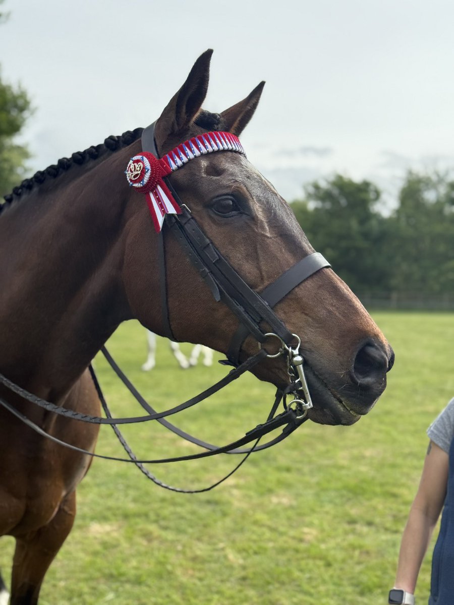 JkEquine's tweet photo. I’d say she’s pretty happy with herself! 
Two wins 
Two championships 
Light Horse Supreme champion

Fab day at Northumberland County Show. 💜💜💜
#LadyButtons #LuckyMe https://t.co/oFHW5DvxIW