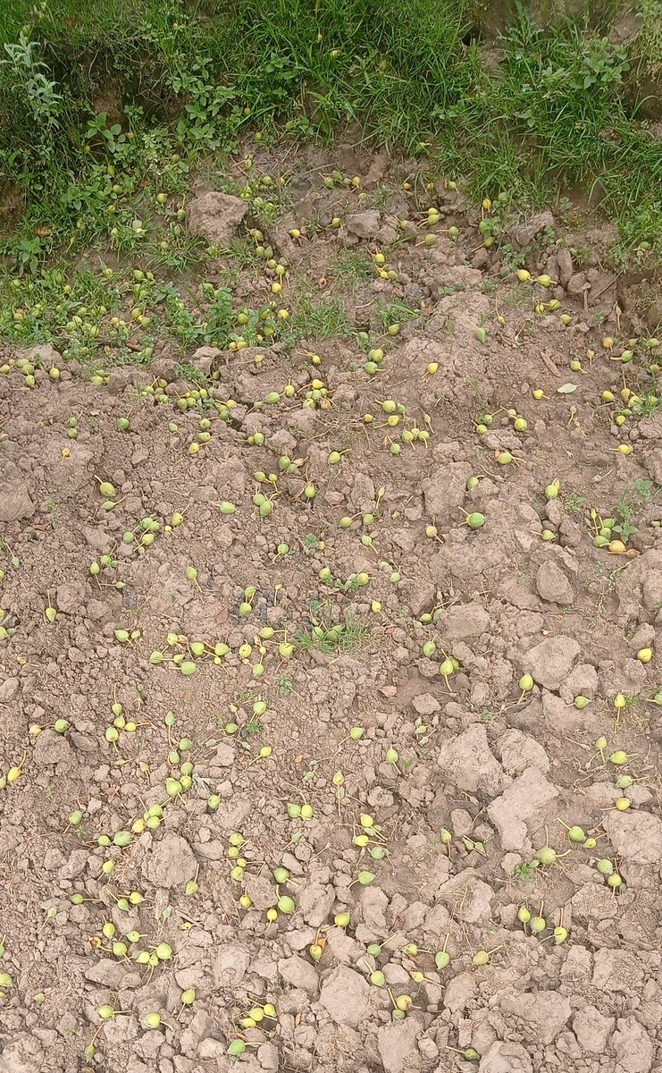 June fall gova start..... Ya maklova wesitt pethh hooo😌