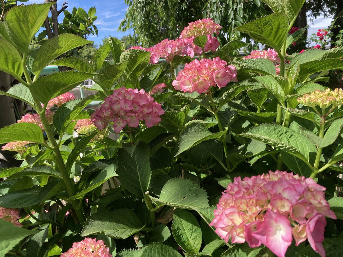 ugachanblog's tweet image. 皆様こんにちは
午前簿記勉に集中
まだまだ理解不足で問題集でつまづき
ふくしままさゆき先生の動画で
再確認を繰り返してます
焦らずしっかり理解したい😊
気分転換にウォーキング
曇り空から天気回復しお日様も☀️
少し暑いくらいでした
気温差が大きいので
お身体に気をつけてお過ごしください🍀✨