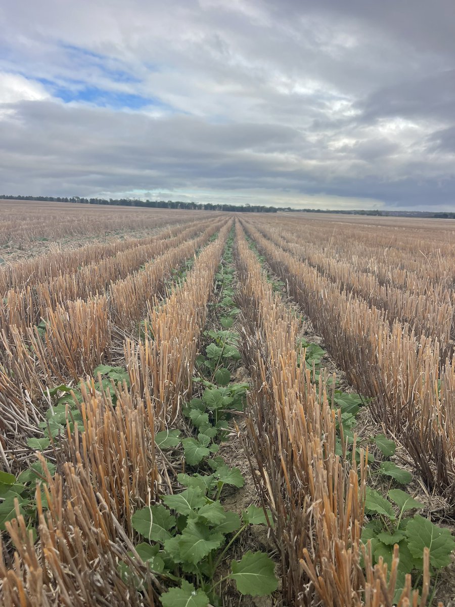 Regiment is enjoying life a bit more after a few mm!!