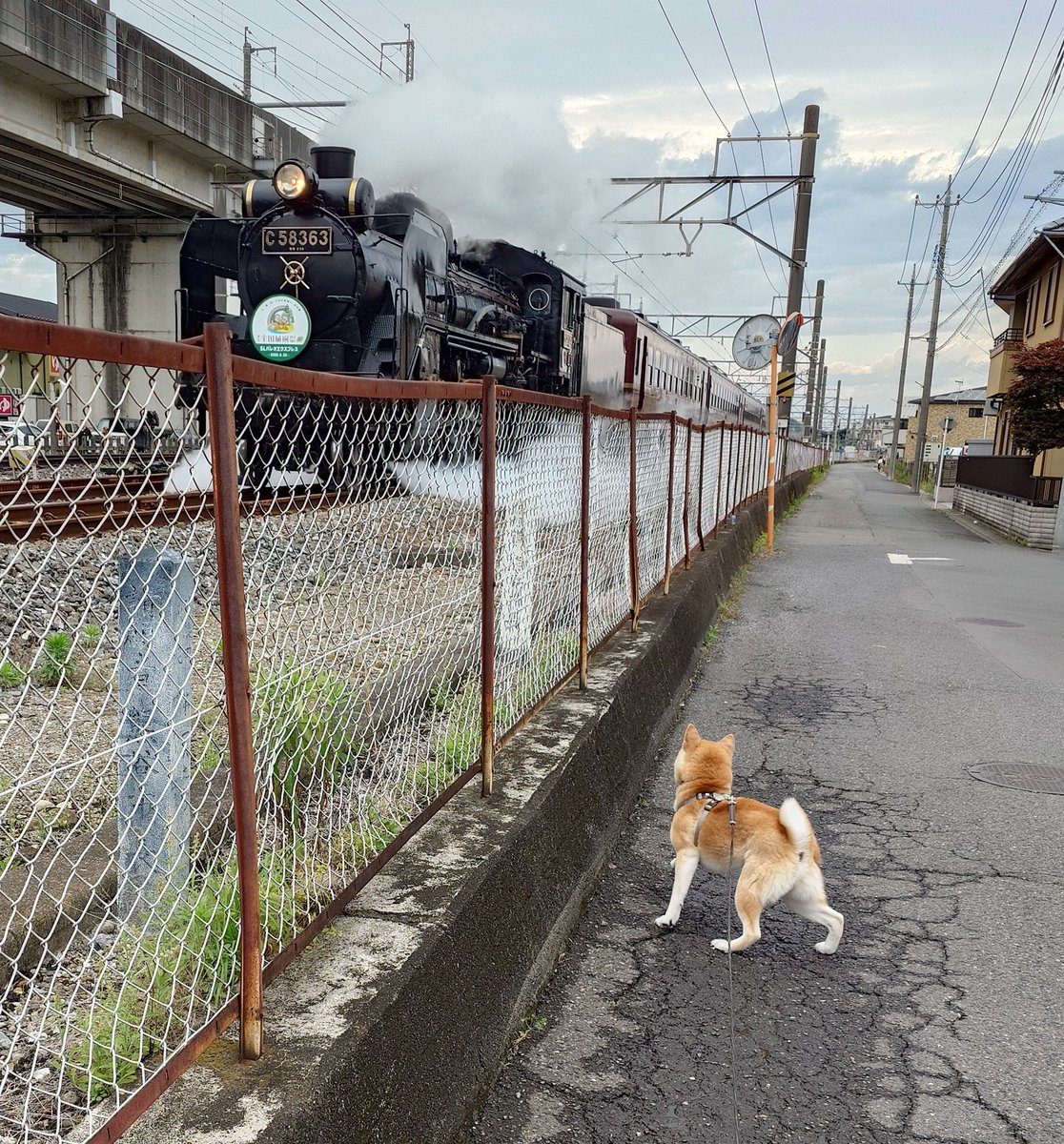 散歩中の日課のSLのお出迎え。
みんな楽しんできたかな？