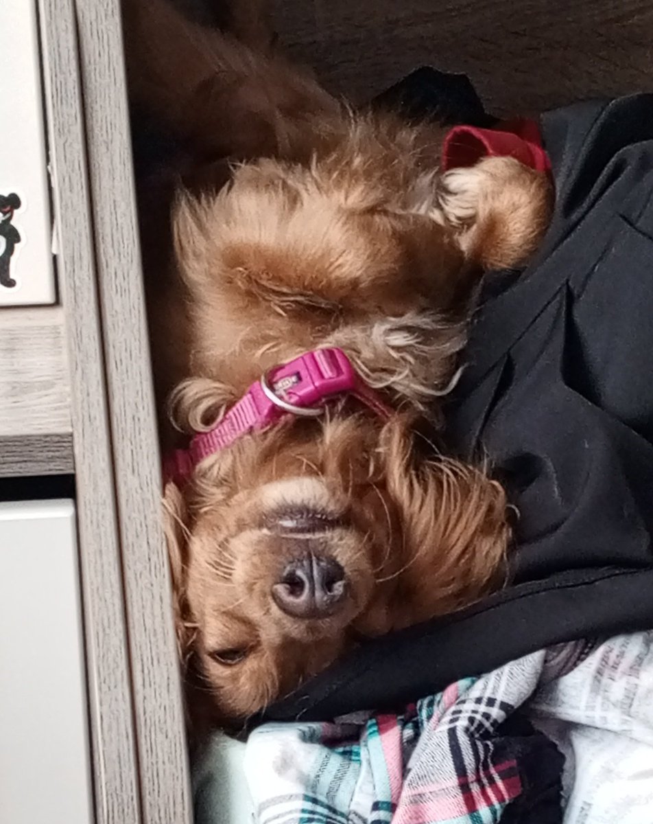 My silly dog ヽ( 'ω' )ﾉ