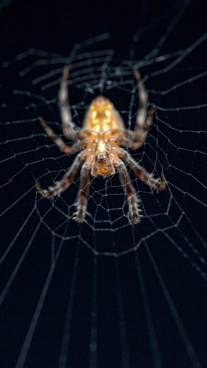 share your photos of spider webs 

🕷️ 🕸️