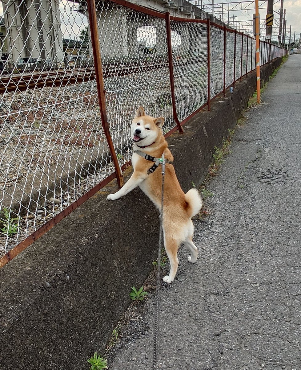 SL見送って満足げな柴犬。