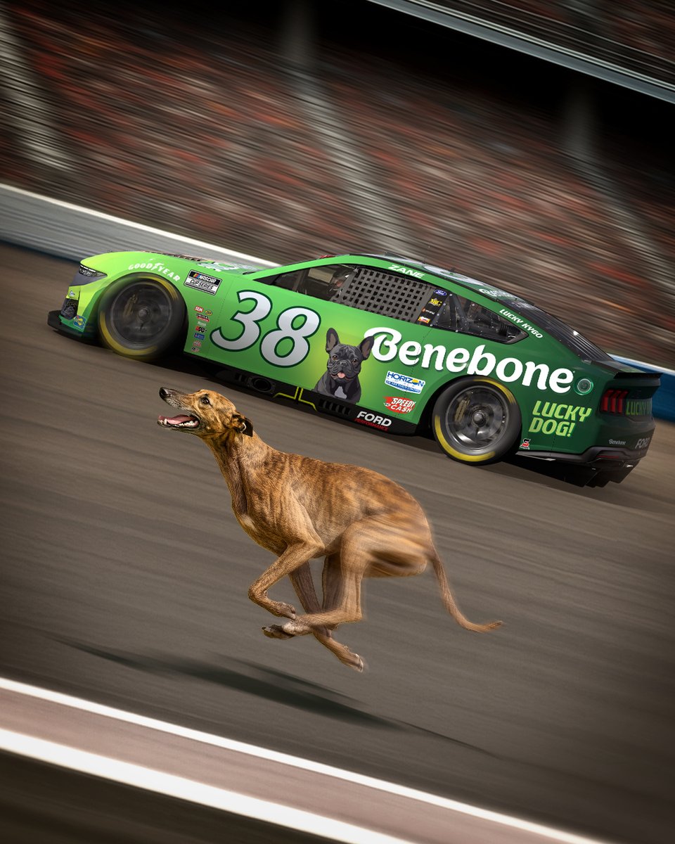 Benebone tweet media