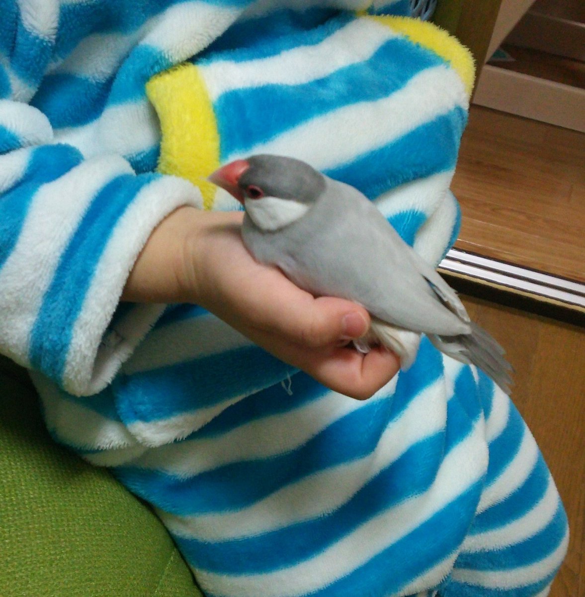 oboro_218's tweet photo. 何も無いのもアレなので、2018年頃の朧ちゃんを置いておきます
 #シルバー文鳥   #唐揚げ  #むきエビ https://t.co/9FtE3610cC