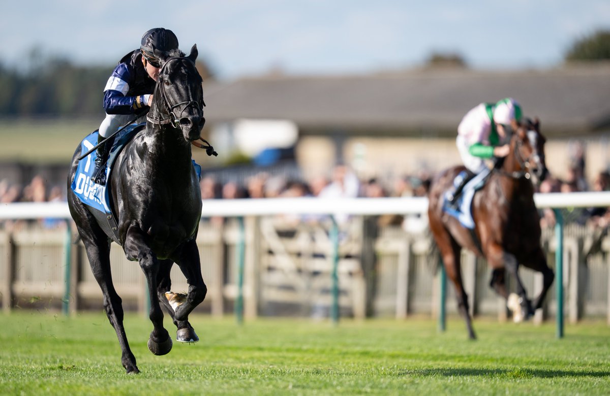 Racing Post Bloodstock tweet media