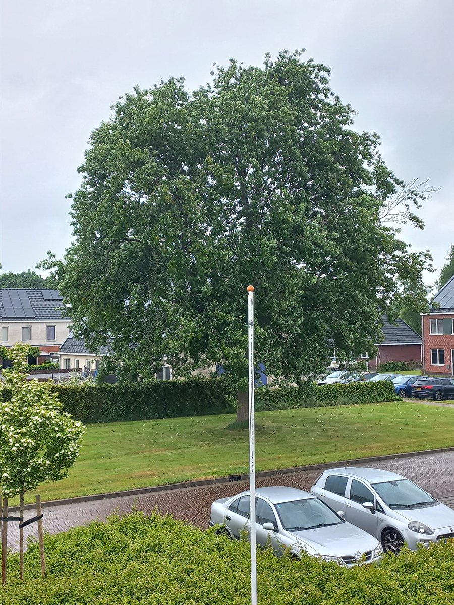 Goedemiddag, iedereen een hele fijne zondag gewenst. 
Voor mij vandaag een drukke dag, mijn moeder wordt 96 vandaag. Dus veel bezoek van familie en bekenden.