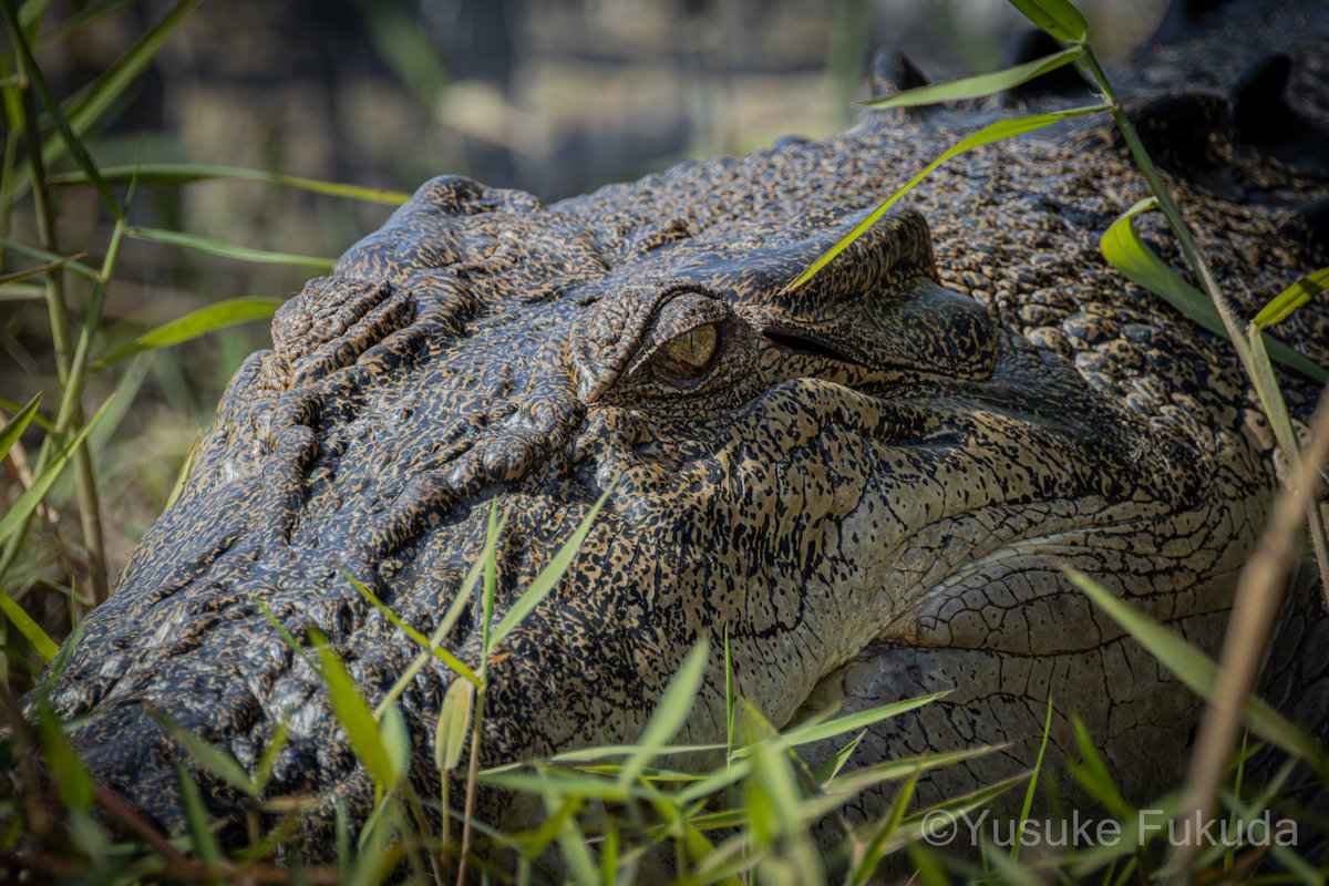 GingaCrocodylus's tweet photo. 草かげにひそむりりしい顔。ドラゴンのようだ（地球の歴史的にもちろんこちらが本家だが） https://t.co/pH7Nkbr7PX