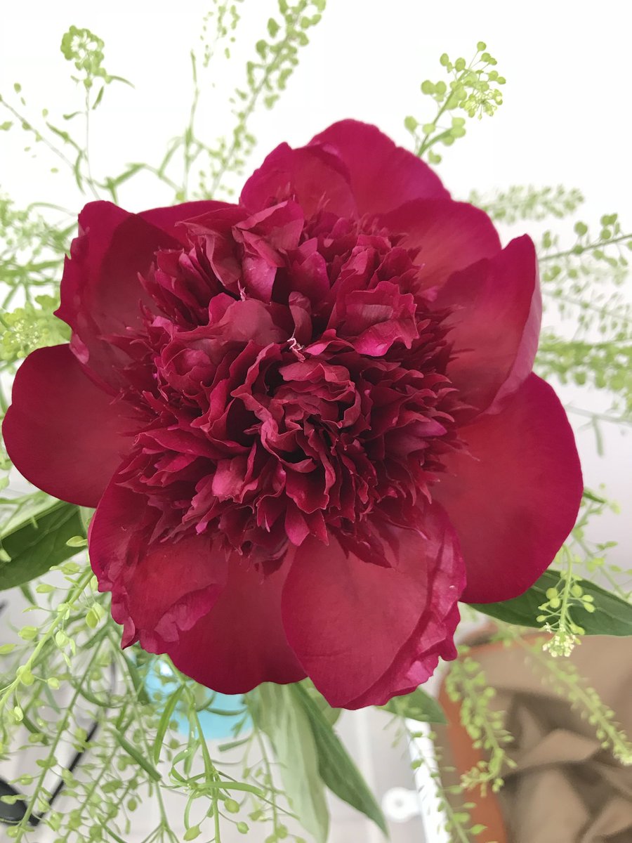 Ana Escalante AIA tweet media