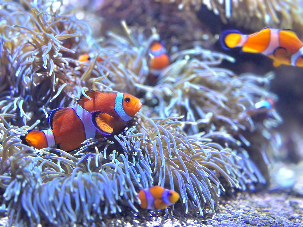 mattsunocos's tweet photo. 水族館に行ってきたよ💃 https://t.co/pN7HHxJJP4