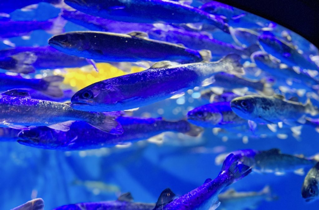 mattsunocos's tweet photo. 水族館に行ってきたよ💃 https://t.co/pN7HHxJJP4