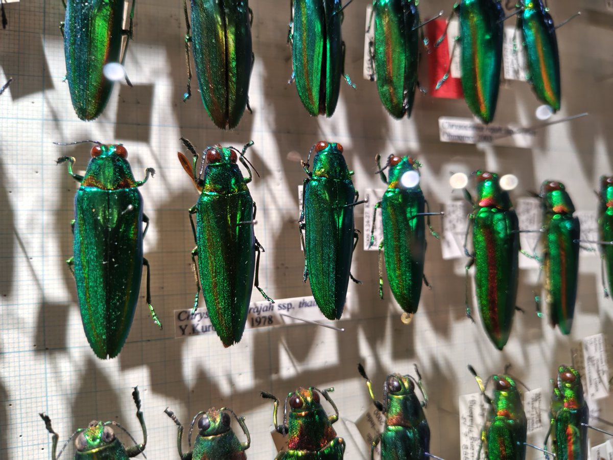 文京区教育センター「玉蟲－生きた宝石－」。国内最大級のコレクション