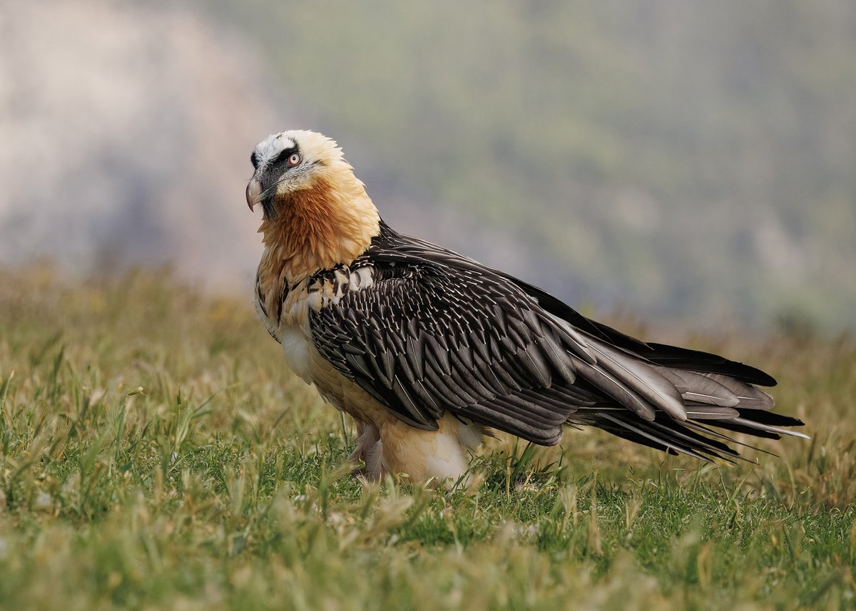 Steve Ashton tweet media