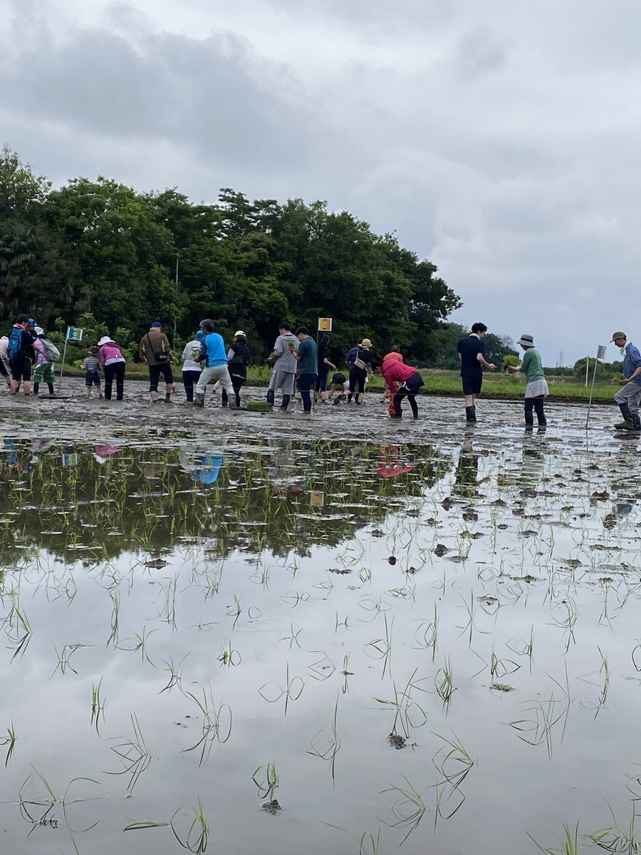 seinousha's tweet photo. 豊かな田んぼを守り隊
田植え活動2日目の様子です！
初日は65名様、2日目は110名様にお越し頂きました！ありがとうございました😊 https://t.co/NilTmfrJGf