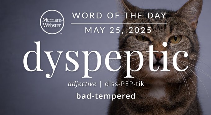 Merriam-Webster Word of the Day May 25, 2025 'dyspeptic' adjective | diss-PEP-tik "bad-tempered" Background Image: A cat 