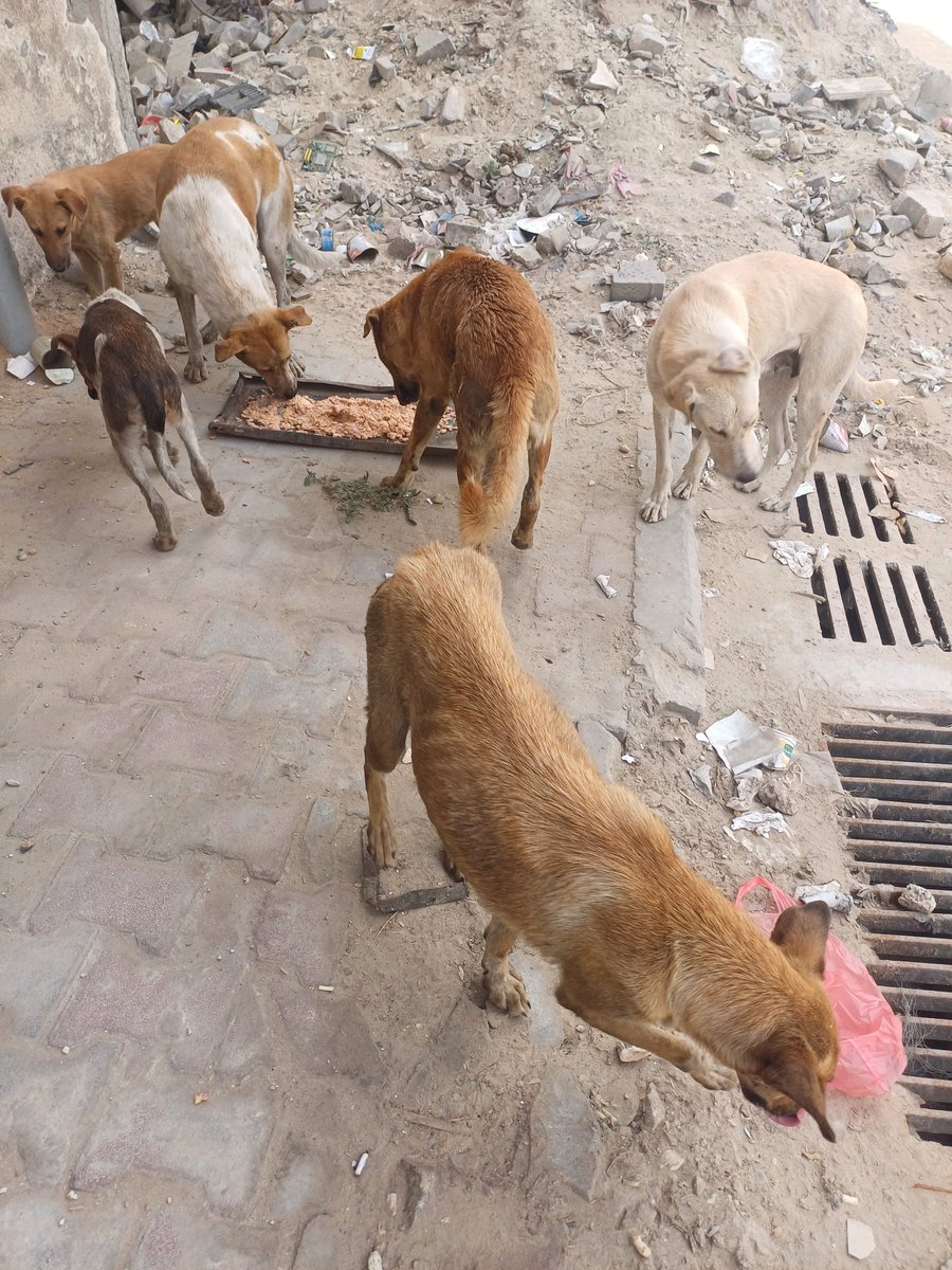helpAnimalXxx's tweet photo. War teaches you well how to walk with swollen feet, broken wings, and a shaky and tired breath, but the world forces us to continue walking despite our bleeding wounds and your soul whose energy has been wasted from the intensity of pain, hunger, and sadness. In both cases, we are in a long struggle and a long breath. It is not just war, it is not just sadness, nor is it just losses. It is everything that destroys the soul, heart, and memory, and everything that drives a person crazy💔😭😭🇵🇸🕊.
Here is a glimpse and a share from my group of dogs that I care for, at lunchtime they gather and wait impatiently for me to eat, heal and forget the pain that they have seen in the shadow of this tragedy❤️🐾🐕.
This meal is not just food, it is hope, strength, love and grace that helps them overcome these mazes in which we live. They suffer silently from hunger and pain, but today, like every day, we feed them with love to ease their suffering. Your love and support makes us rise together. Please help us do more. Thank you all.🙏
https://t.co/RWMRPM509k