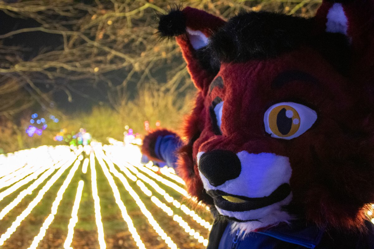 Lights, camera, action! This lynx is ready to steal the show!